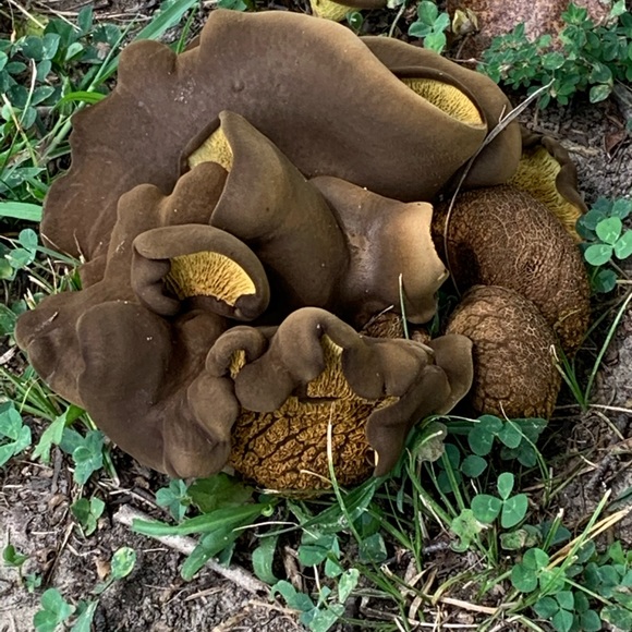 Meet your Posher, Leneatra - Picture 5 of 16